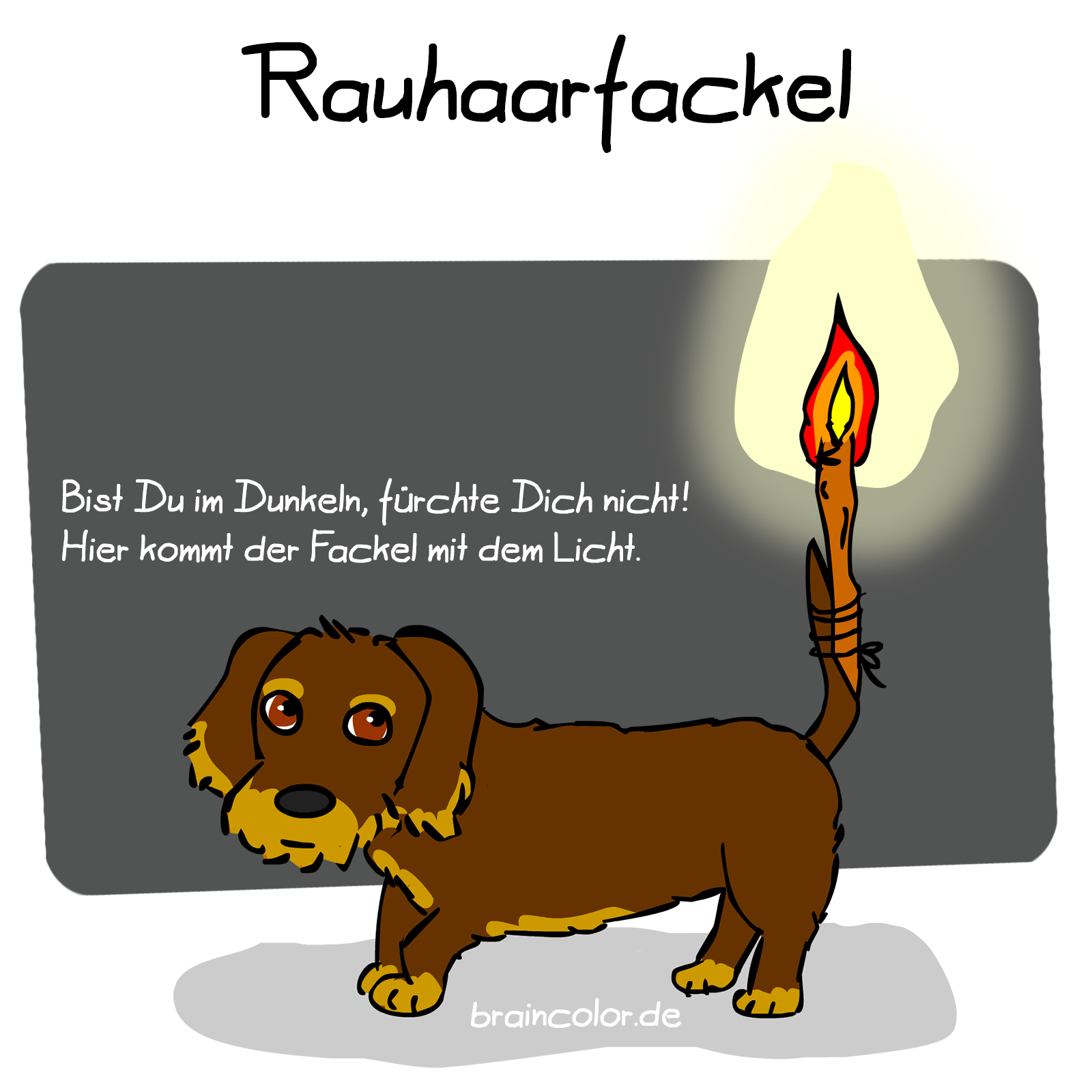 rauhaardackel